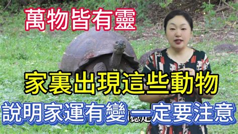 家裡有動物靈|問與答 靈學篇